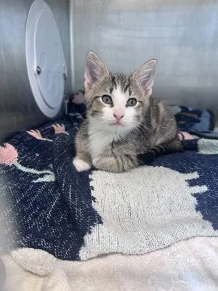 A baby small-sized male Domestic Short Hair cat named Truffle for adoption in West Chester, PA