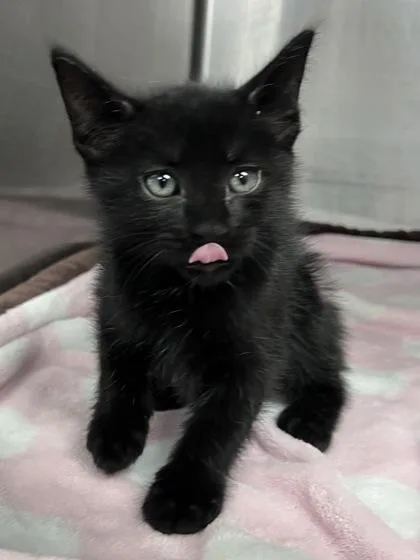 A baby small-sized male Domestic Short Hair cat named Jaden for adoption in Houston, TX