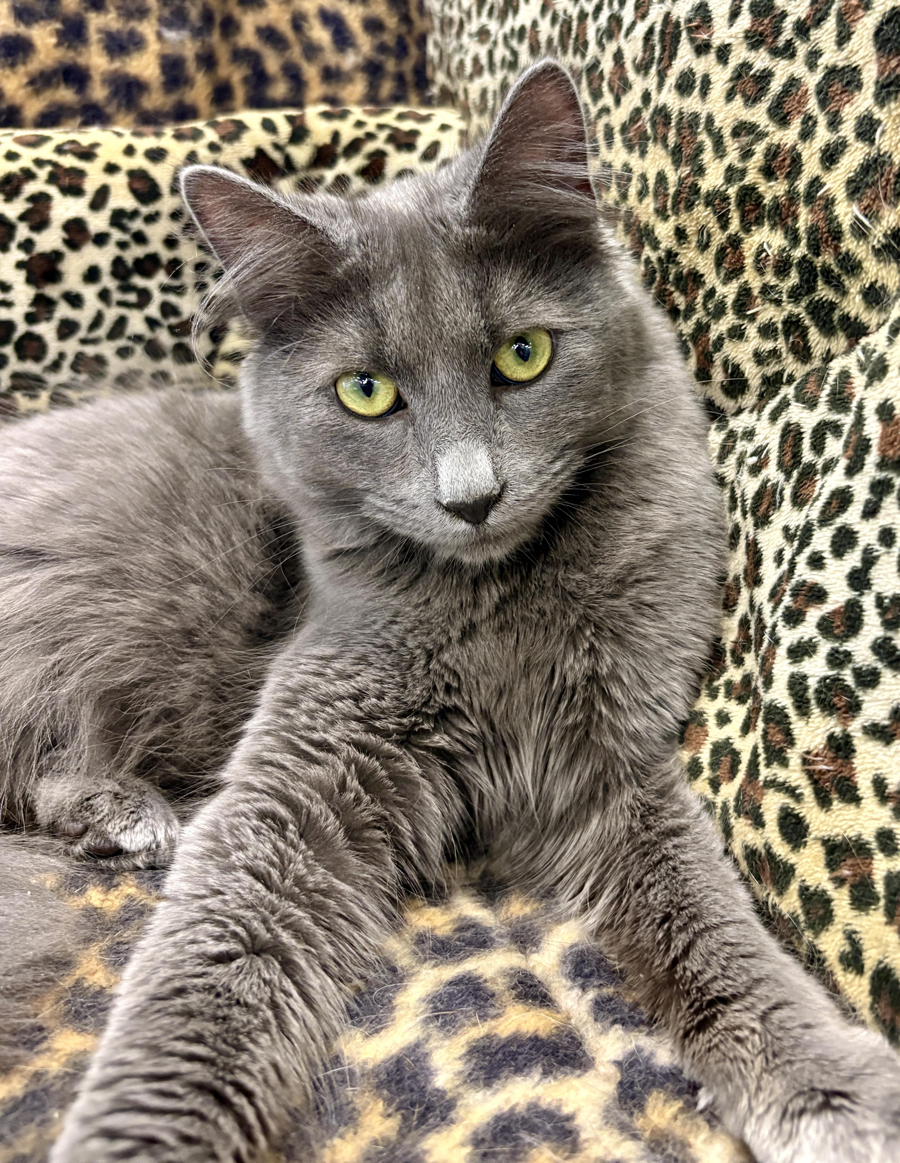 A baby medium-sized male Domestic Long Hair cat named Sterling for adoption in Monroe Township, NJ
