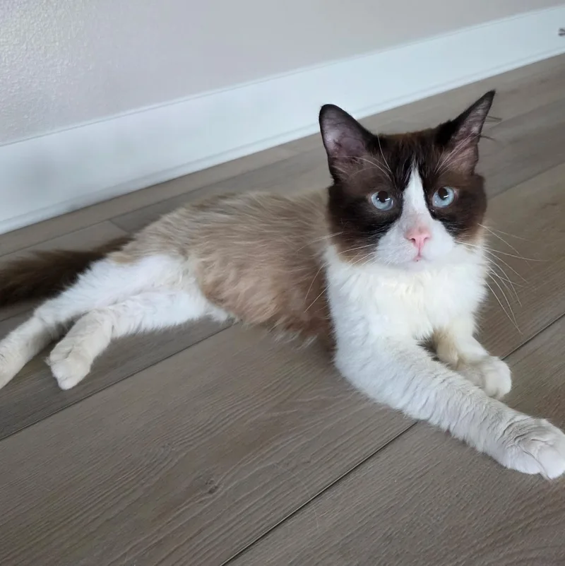 A young medium-sized male Seal Point Ragdoll cat named Gus Gus for adoption in Sauk City, WI