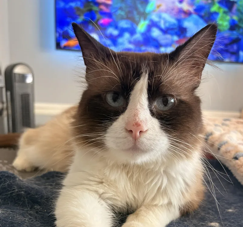 Gus Gus thumbnail 2