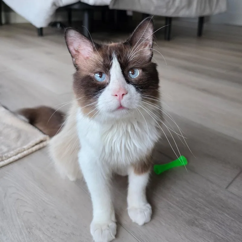 Gus Gus thumbnail 3