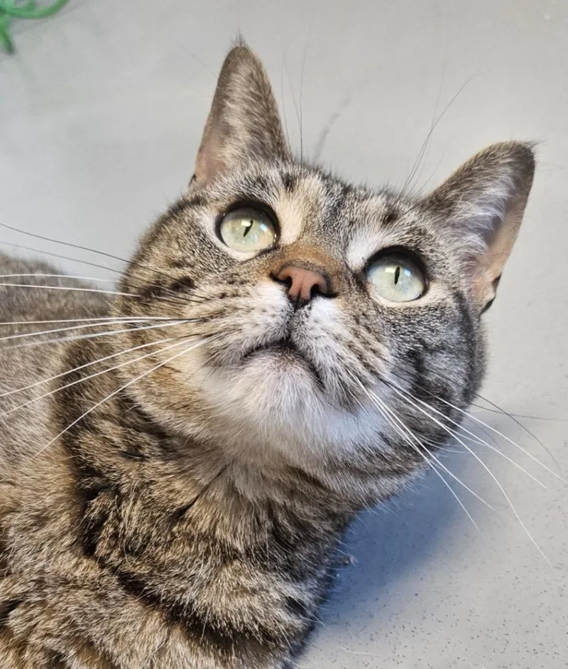 A young small-sized female Domestic Short Hair cat named Nani for adoption in Barron, WI