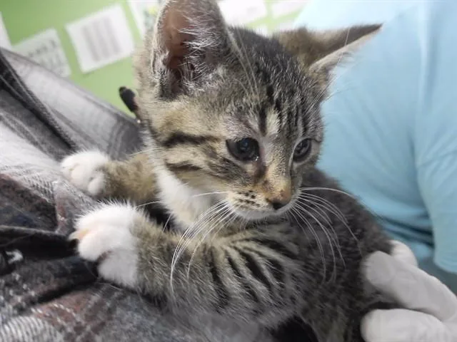 A baby small-sized female Domestic Short Hair cat named Blanche for adoption in Omaha, NE