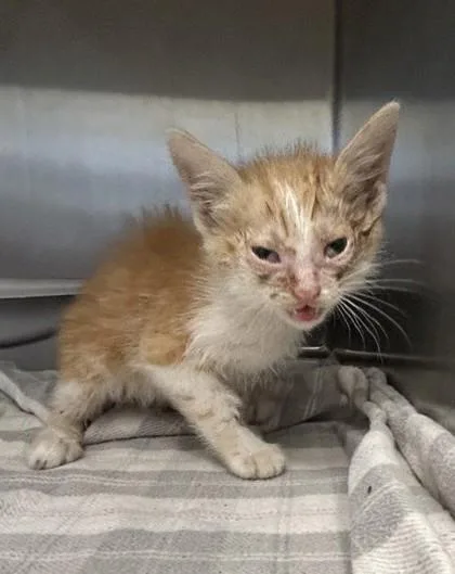 A baby small-sized male Domestic Short Hair cat named Tom for adoption in Lafayette, IN