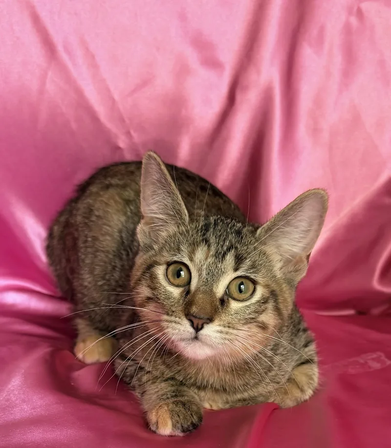 A baby medium-sized female Tabby (Brown / Chocolate) Domestic Short Hair cat named Lava Girl for adoption in Rowland Heights, CA
