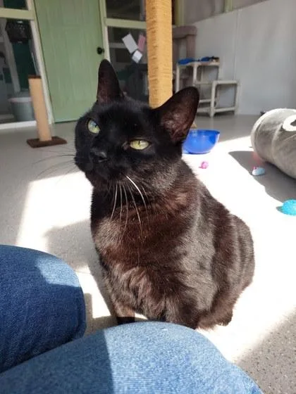 A senior large-sized female Domestic Short Hair cat named Trea for adoption in Winona, MN