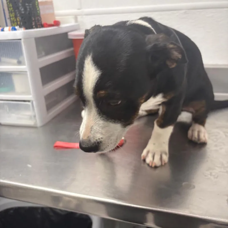 A baby small-sized male Black Pit Bull Terrier dog named Crispin for adoption in Henderson, NV