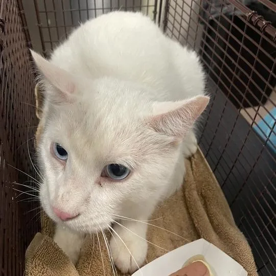 Panchito