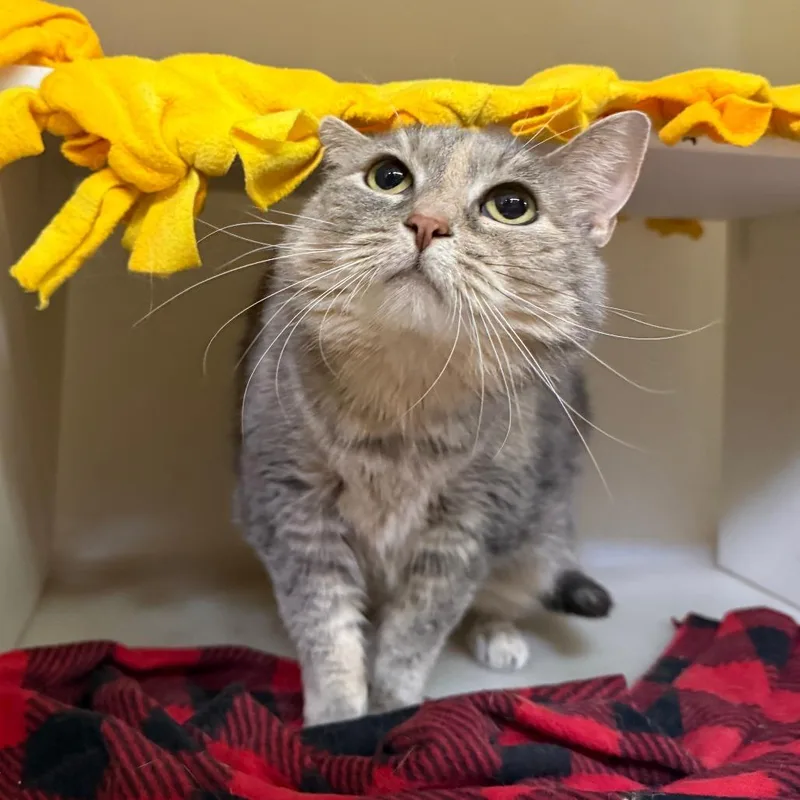 A senior large-sized female American Shorthair cat named Bellarita for adoption in Madison, WI