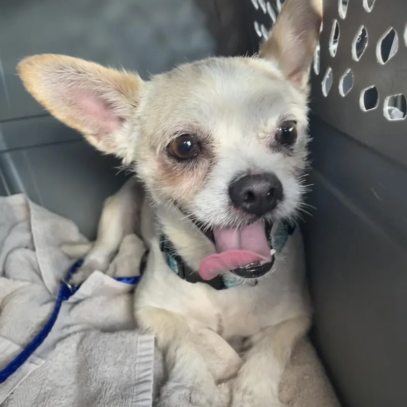 An adult small-sized male White / Cream Terrier dog named Bear for adoption in Boca Raton, FL