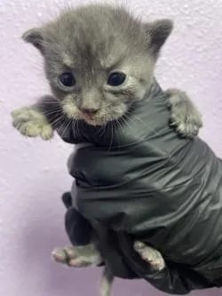 A baby small-sized female Gray / Blue / Silver Domestic Medium Hair cat named 60828123 for adoption in El Paso, TX