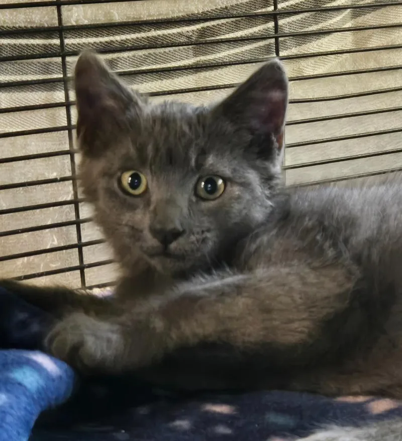 A baby medium-sized male Domestic Short Hair cat named Lil Bug for adoption in Shelton, WA