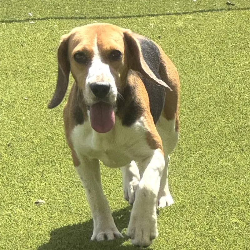 An adult small-sized female Beagle dog named Betty Jean for adoption in LOXAHATCHEE, FL