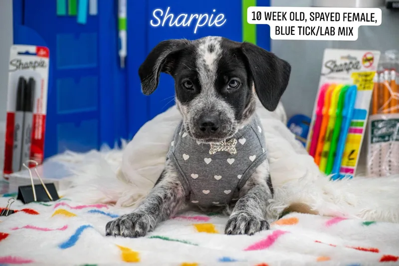 Sharpie