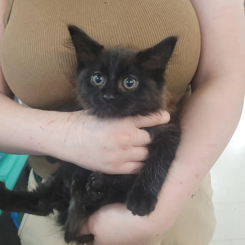 A baby medium-sized male Domestic Long Hair cat named Midnight for adoption in Akron, OH