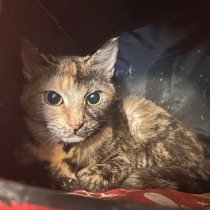 A young medium-sized female Domestic Short Hair cat named Glenda for adoption in East Hartford , CT