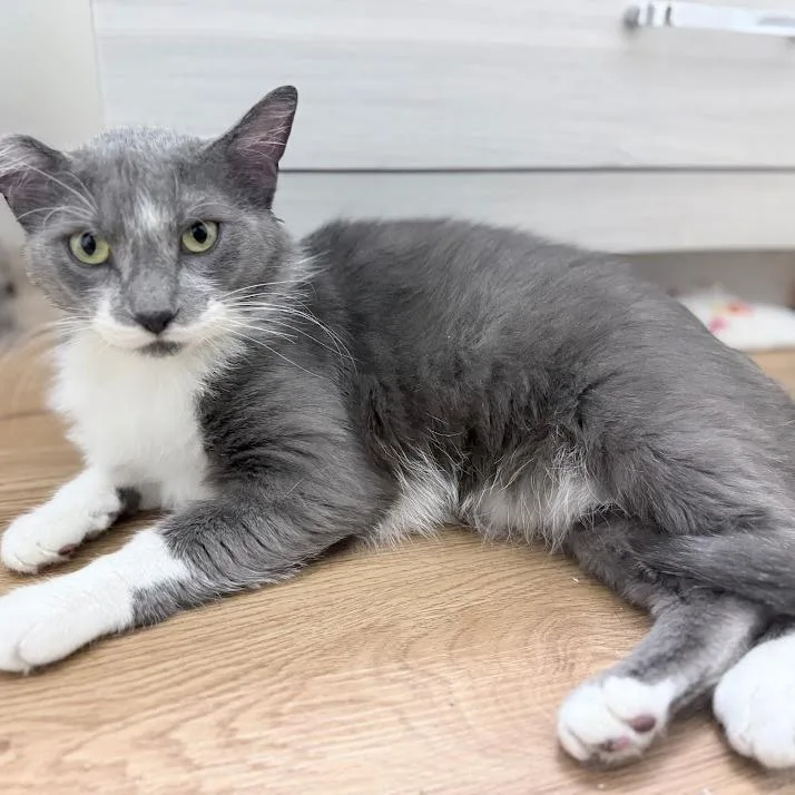 An adult large-sized female Gray / Blue / Silver Domestic Short Hair cat named Moon for adoption in Grand Rapids, MN