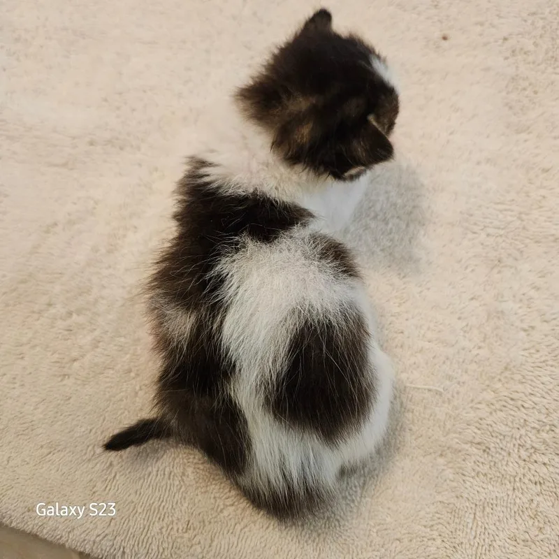 A baby small-sized male Black Domestic Medium Hair cat named Domino for adoption in Webster, TX