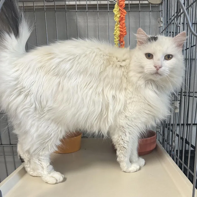 An adult medium-sized male White Domestic Medium Hair cat named Absol Sullivan Petsense for adoption in Union, MO