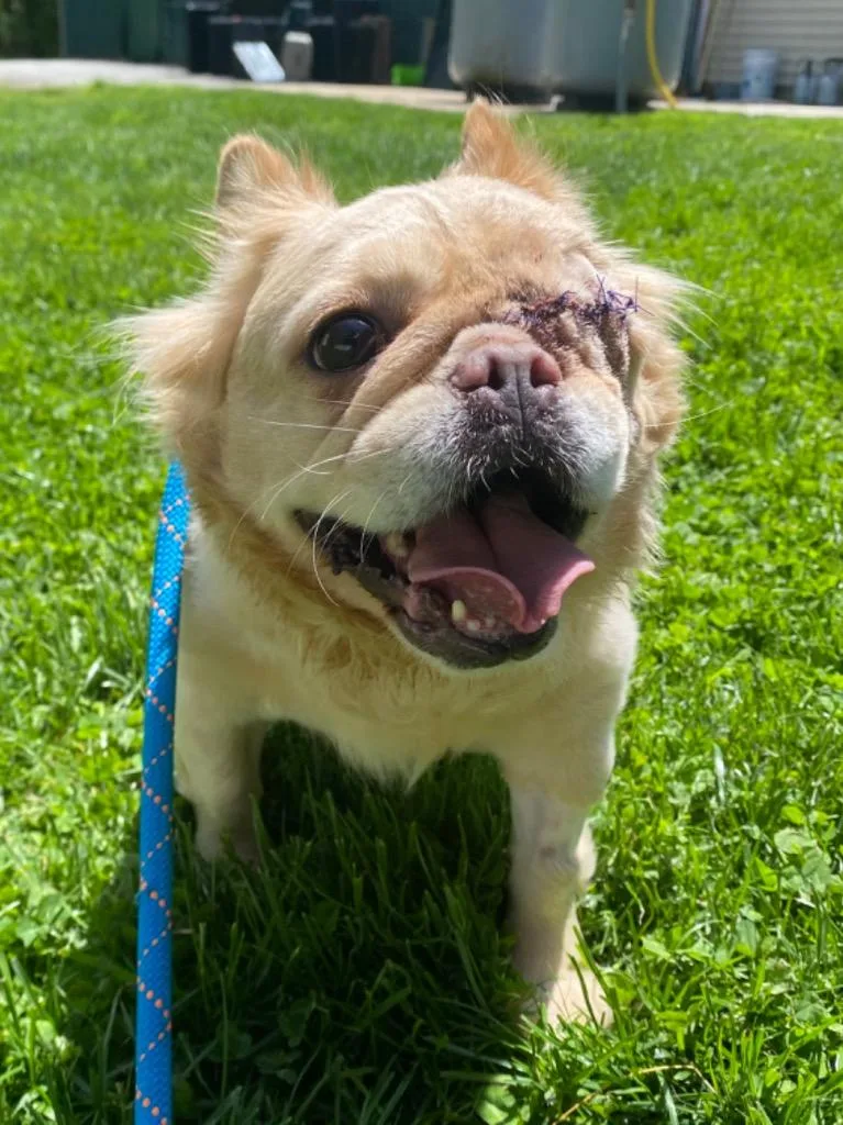 A young medium-sized female French Bulldog dog named Celia for adoption in Fall River, MA