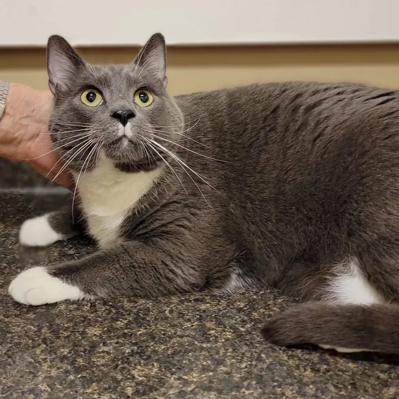 An adult medium-sized male Gray & White Domestic Short Hair cat named Odin for adoption in Myrtle Beach, SC