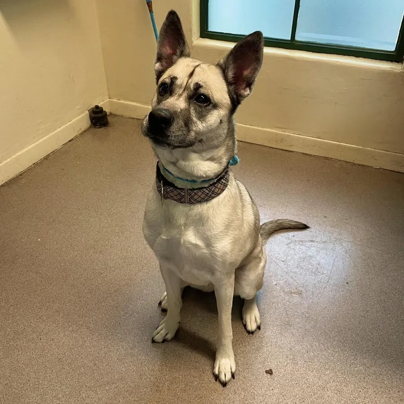 An adult large-sized female Yellow / Tan / Blond / Fawn German Shepherd Dog dog named Amiri for adoption in Pasadena, CA