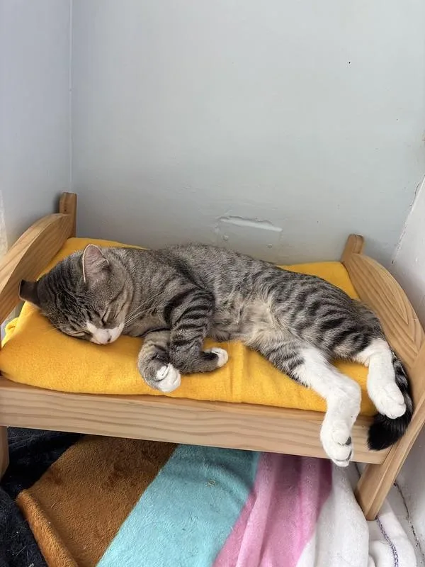 An adult medium-sized male Tabby (Buff / Tan / Fawn) Domestic Short Hair cat named Smitty for adoption in Chicago, IL