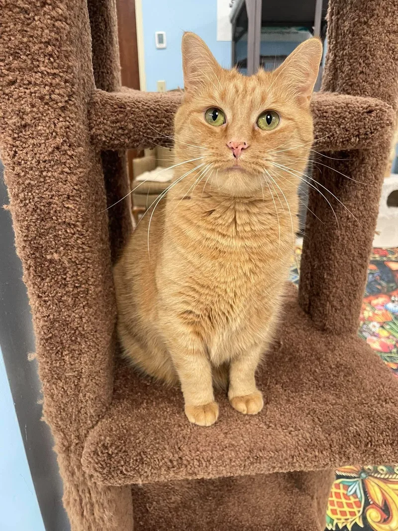 A young medium-sized female Tabby (Orange / Red) Domestic Short Hair cat named Lady Marmalade for adoption in Rochester, NY
