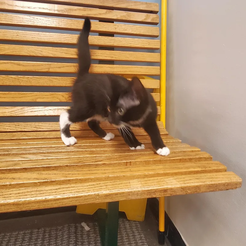 A baby medium-sized male Black & White / Tuxedo Domestic Short Hair cat named Oliver Tree for adoption in Grove City, OH