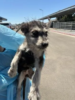 A baby small-sized female Terrier dog named Hera for adoption in Fresno, CA