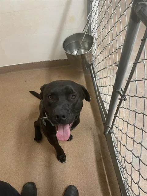 An adult medium-sized male Labrador Retriever dog named Tank for adoption in Casper, WY