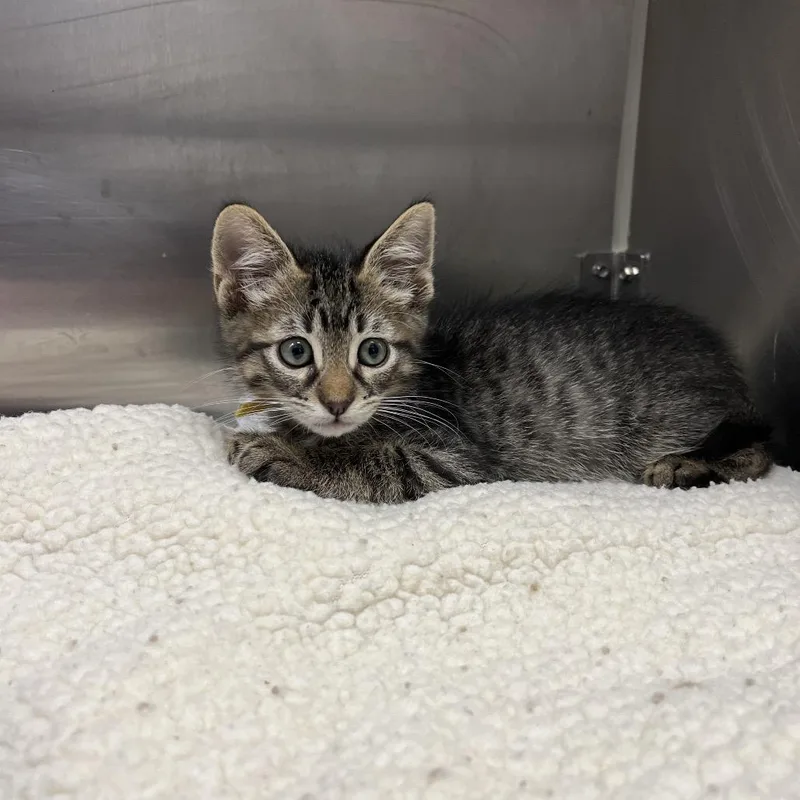 A baby small-sized male Brown / Chocolate Domestic Short Hair cat named Fettuccine for adoption in Long Beach, CA