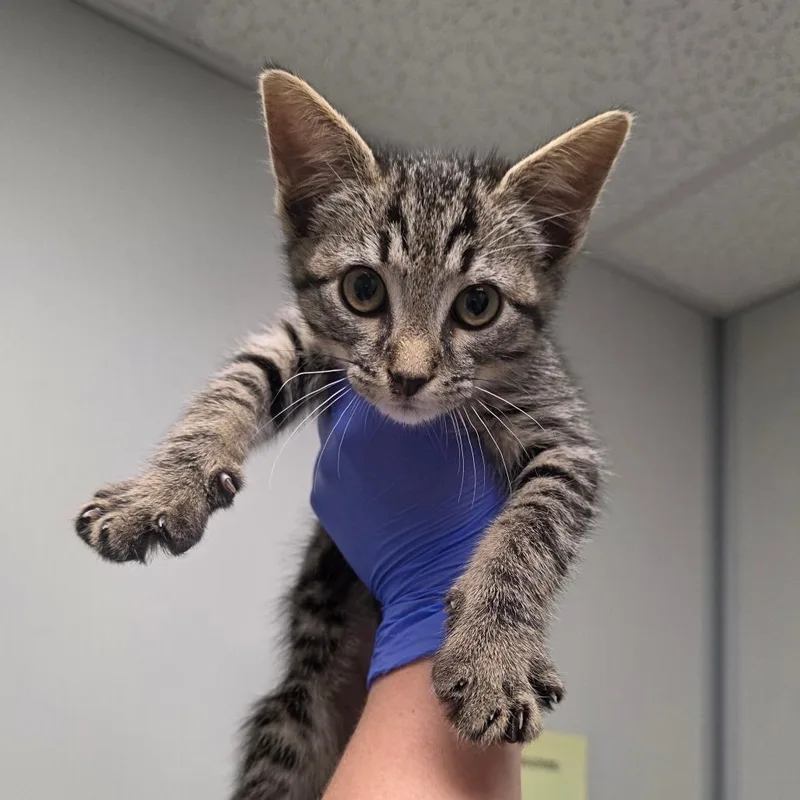A baby small-sized male Brown / Chocolate Domestic Short Hair cat named Uncle Sam for adoption in Concord, NC