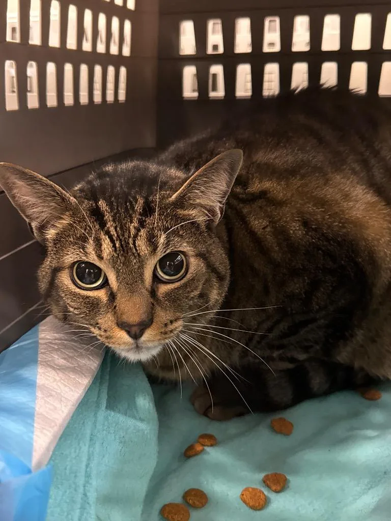 An adult small-sized male Domestic Short Hair cat named Champ for adoption in Thousand Oaks, CA
