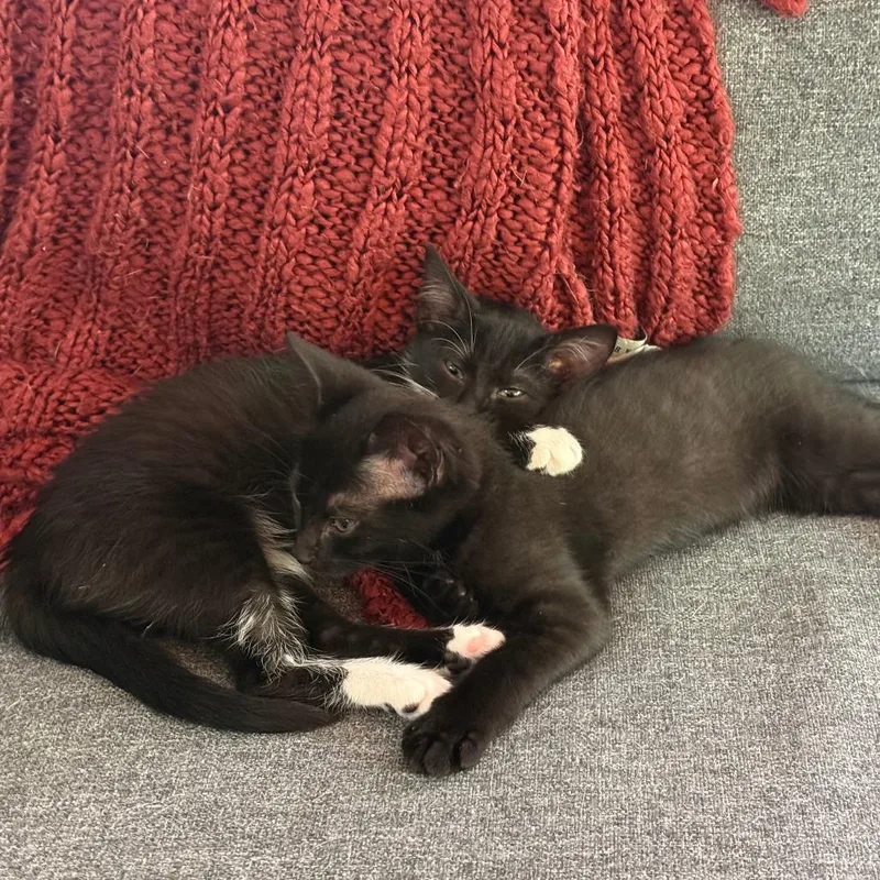 A baby small-sized male Black Domestic Short Hair cat named Papaya for adoption in Durham, NC