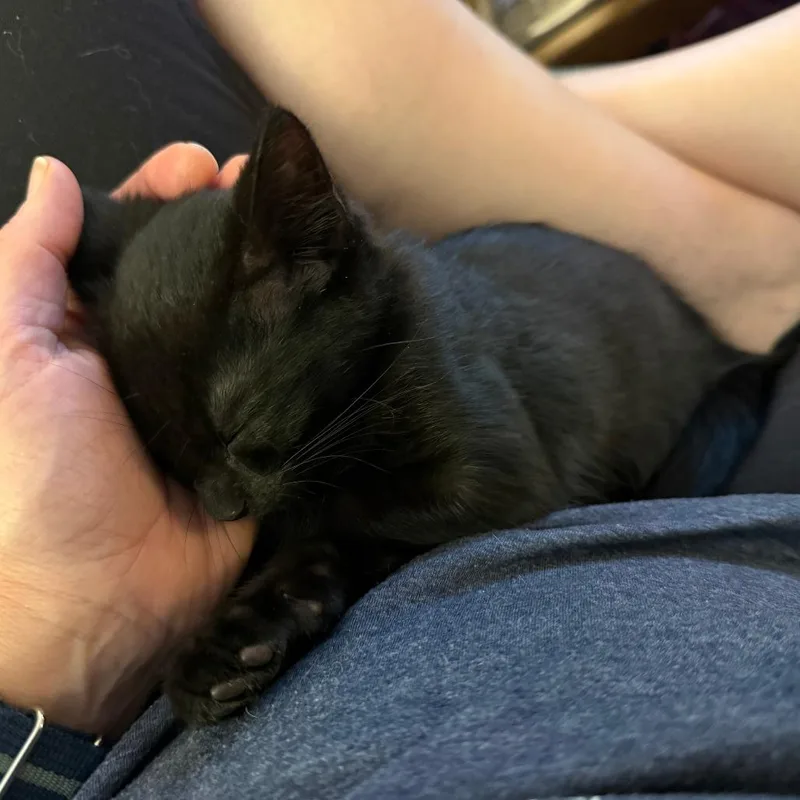 Papaya thumbnail 3