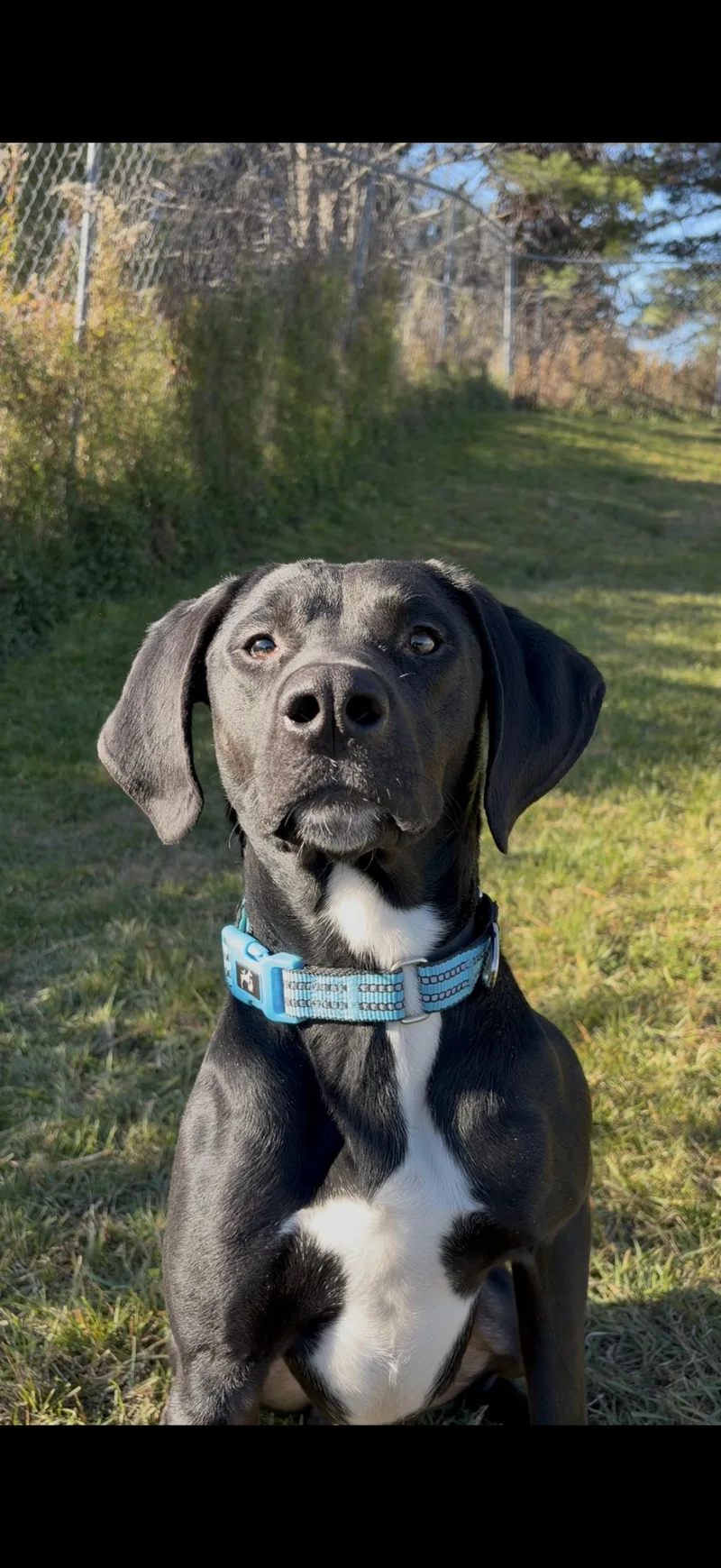 A young medium-sized male Black Labrador Retriever dog named Onyx for adoption in Orleans, VT