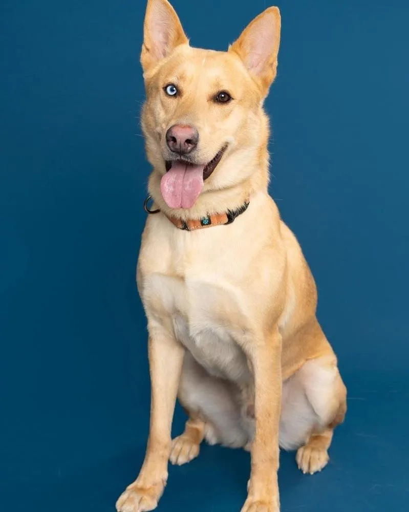 An adult large-sized male Husky dog named Atlas for adoption in Tulsa, OK