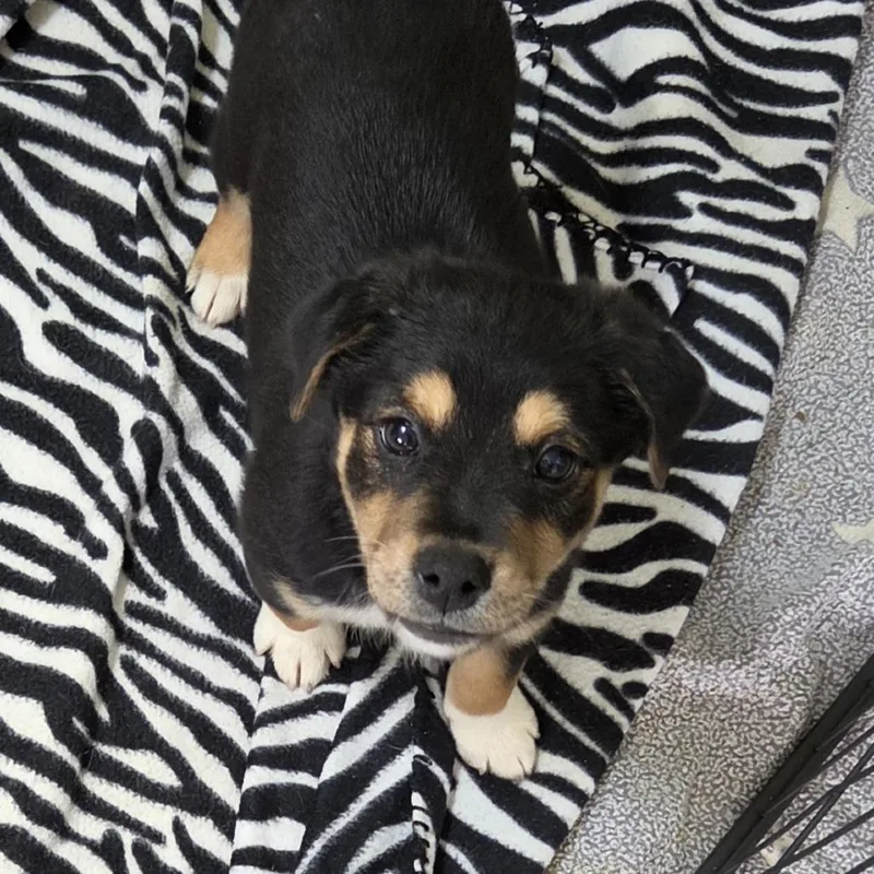 A baby small-sized female Black Chihuahua dog named Saraya for adoption in Redmond, WA