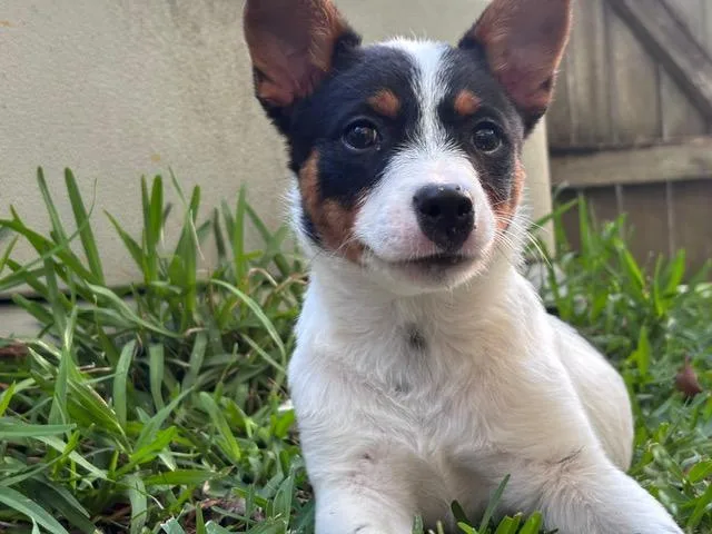 A baby medium-sized female White / Cream Australian Cattle Dog / Blue Heeler dog named Paloma for adoption in Manhasset, NY
