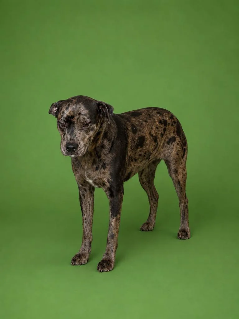 An adult medium-sized female Catahoula Leopard Dog dog named Lady Bug for adoption in Wauchula, FL