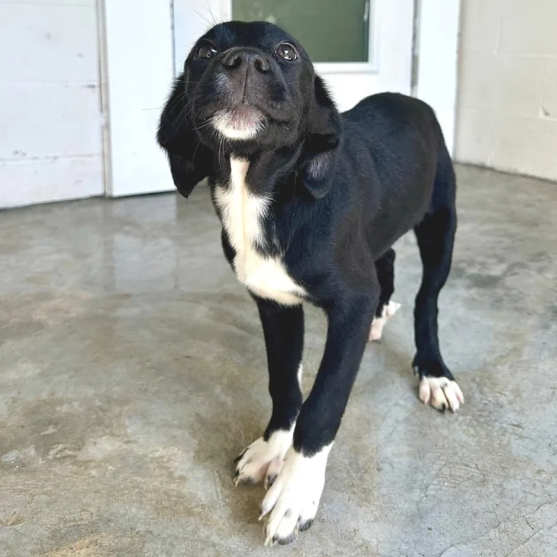 A baby medium-sized female Brown / Chocolate Mixed Breed dog named Baroness for adoption in LOXAHATCHEE, FL