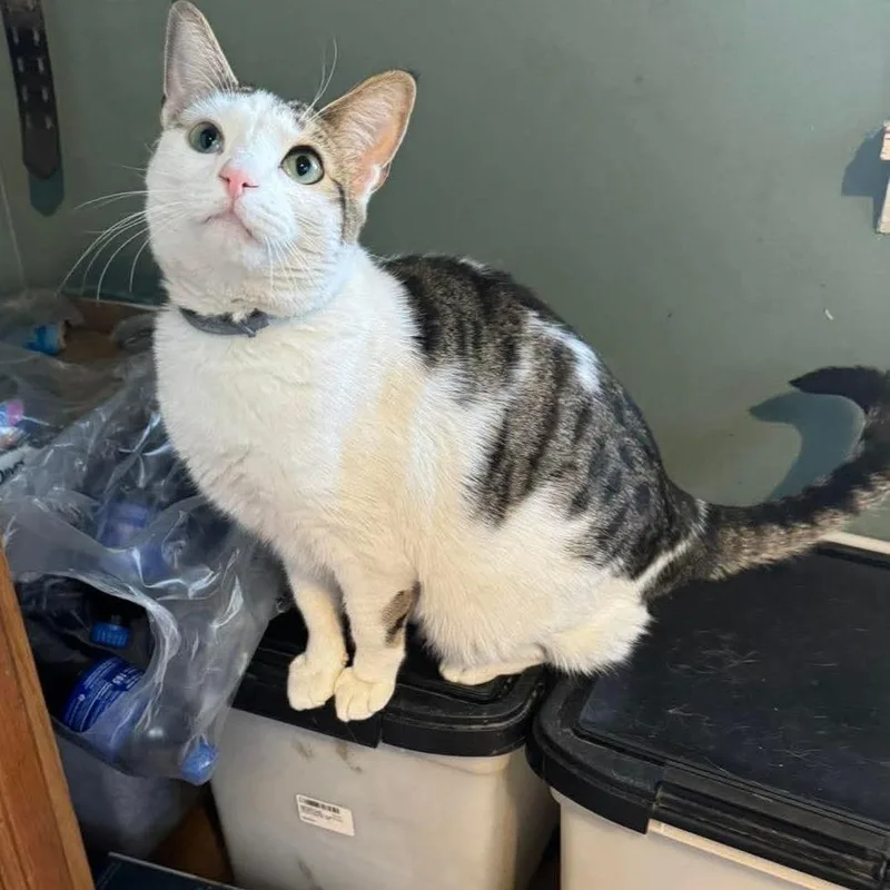 An adult small-sized female Domestic Short Hair cat named Frannie for adoption in Ringtown, PA