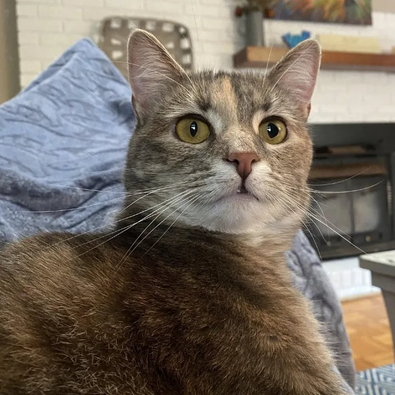 An adult large-sized female Gray / Blue / Silver Domestic Short Hair cat named Ruth for adoption in Asheville, NC