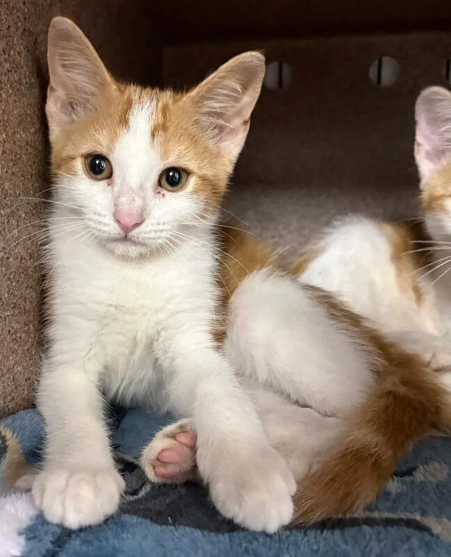 A young medium-sized female Cream / Ivory American Shorthair cat named Cranberry for adoption in Katy, TX