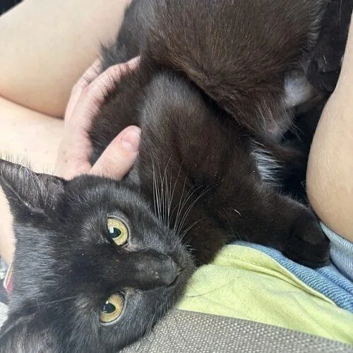 A young small-sized male Black Domestic Short Hair cat named Moana for adoption in Tampa, FL