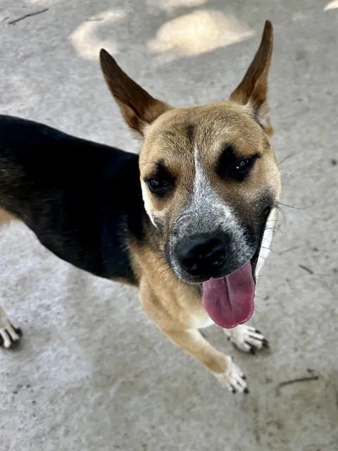 A young medium-sized male Mixed Breed dog named Spyro for adoption in Charlotte, NC