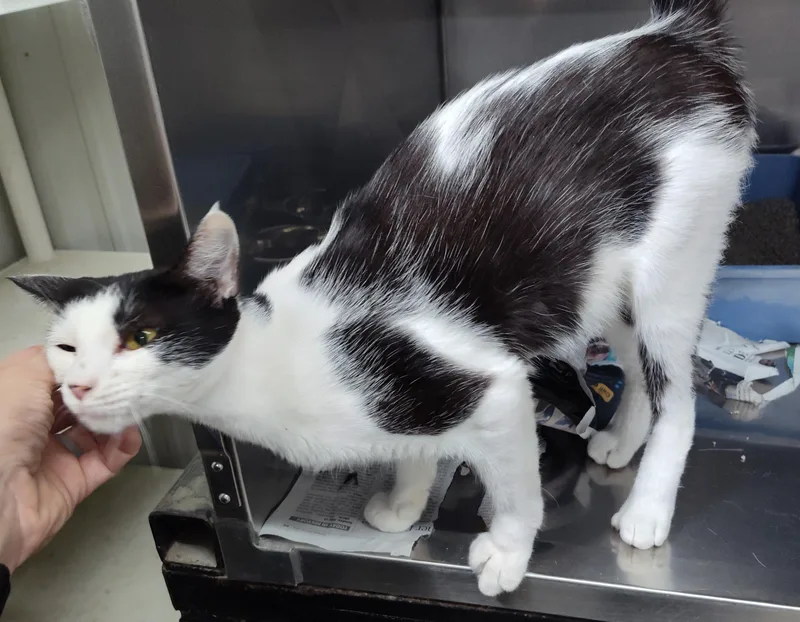 An adult medium-sized female Domestic Short Hair cat named Nexus for adoption in Claremore, OK