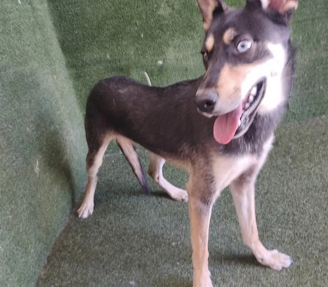 A young medium-sized female German Shepherd Dog dog named Daisy for adoption in Lancaster, CA